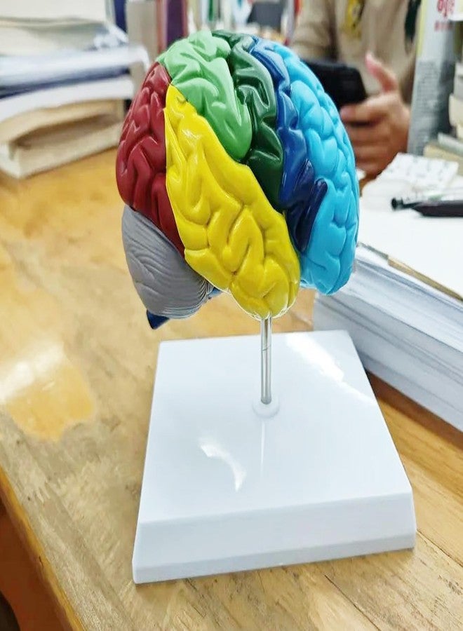 Dranvosk Life Size Human Half Brain Anatomy Model Colored Medical Teaching Tool for Kids Educational Science Kits with Detailed Brain Structure - Image 4